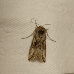 Autographa gamma