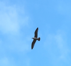 Larus