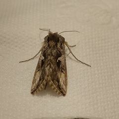 Autographa gamma
