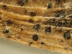 Diaporthe pterophila