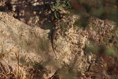 Sceloporus hunsakeri