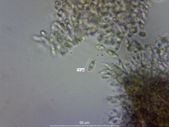 Diaporthe pterophila