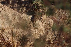 Sceloporus hunsakeri