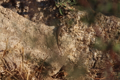 Sceloporus hunsakeri