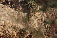 Sceloporus hunsakeri