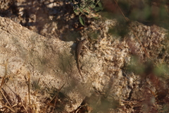 Sceloporus hunsakeri