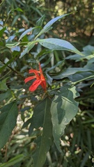 Justicia brasiliana