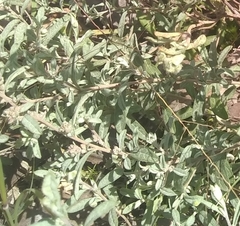 Crocanthemum glomeratum