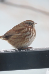 Melospiza melodia rufina