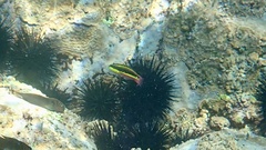 Thalassoma lucasanum