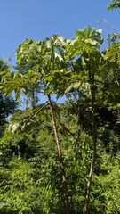 Cecropia pachystachya