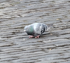 Columba livia domestica