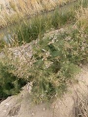 Tamarix