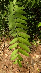 Cedrela fissilis