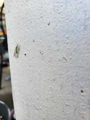 Chrysoperla comanche