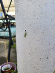 Chrysoperla comanche