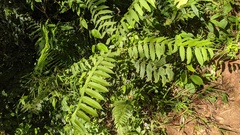 Cedrela fissilis