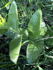 Acourtia microcephala