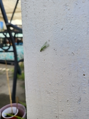 Chrysoperla comanche