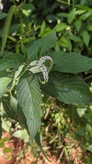 Heliotropium transalpinum