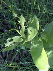 Acourtia microcephala