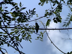 Forpus conspicillatus