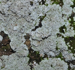 Physcia clementei