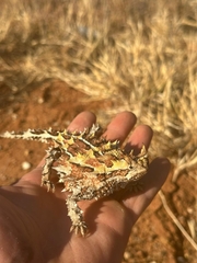 Moloch horridus