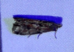 Sciota virgatella