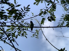 Forpus conspicillatus