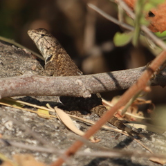 Sceloporus hunsakeri