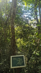 Eugenia pyriformis