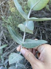 Eucalyptus cinerea