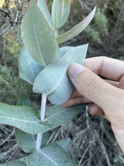 Eucalyptus cinerea