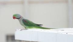 Psittacula eupatria