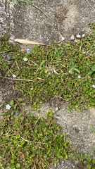 Evolvulus nummularius