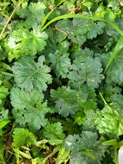 Sidalcea sparsifolia