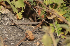 Sceloporus hunsakeri