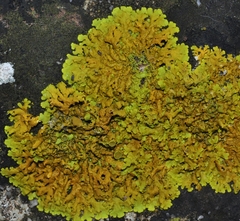 Xanthoria calcicola