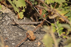 Sceloporus hunsakeri