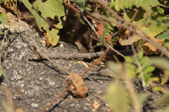 Sceloporus hunsakeri