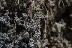 Leontopodium