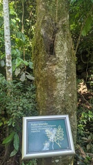 Lonchocarpus muehlbergianus