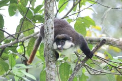 Cercopithecus ascanius schmidti