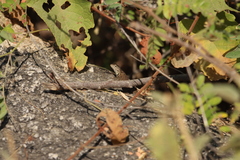 Sceloporus hunsakeri