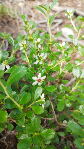 Escallonia serrata (Escallonia serrata)