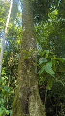 Lonchocarpus muehlbergianus