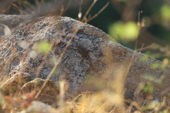 Sceloporus hunsakeri