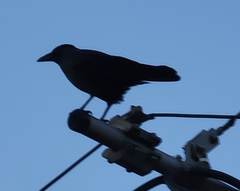 Corvus corone corone