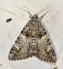 Catocala promissa